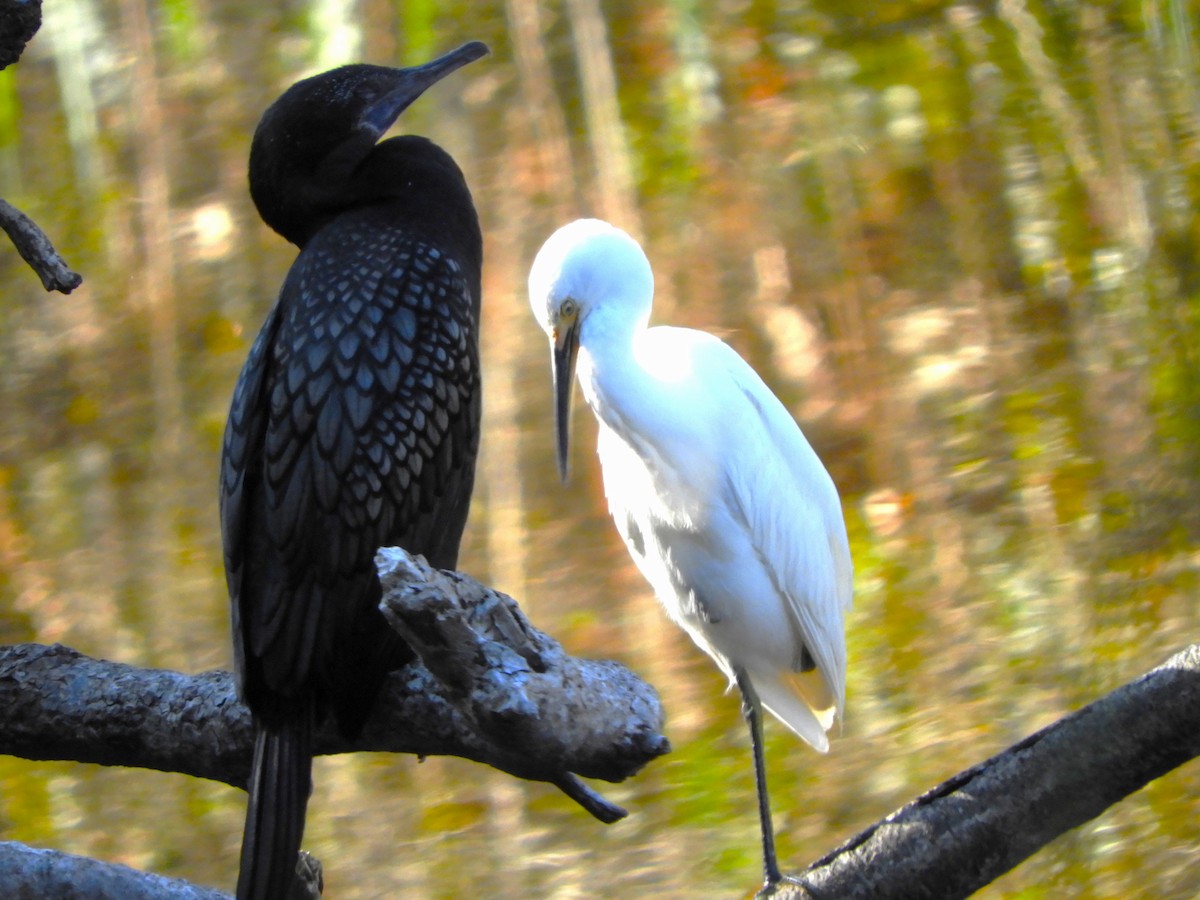 Little Egret - ML642143520