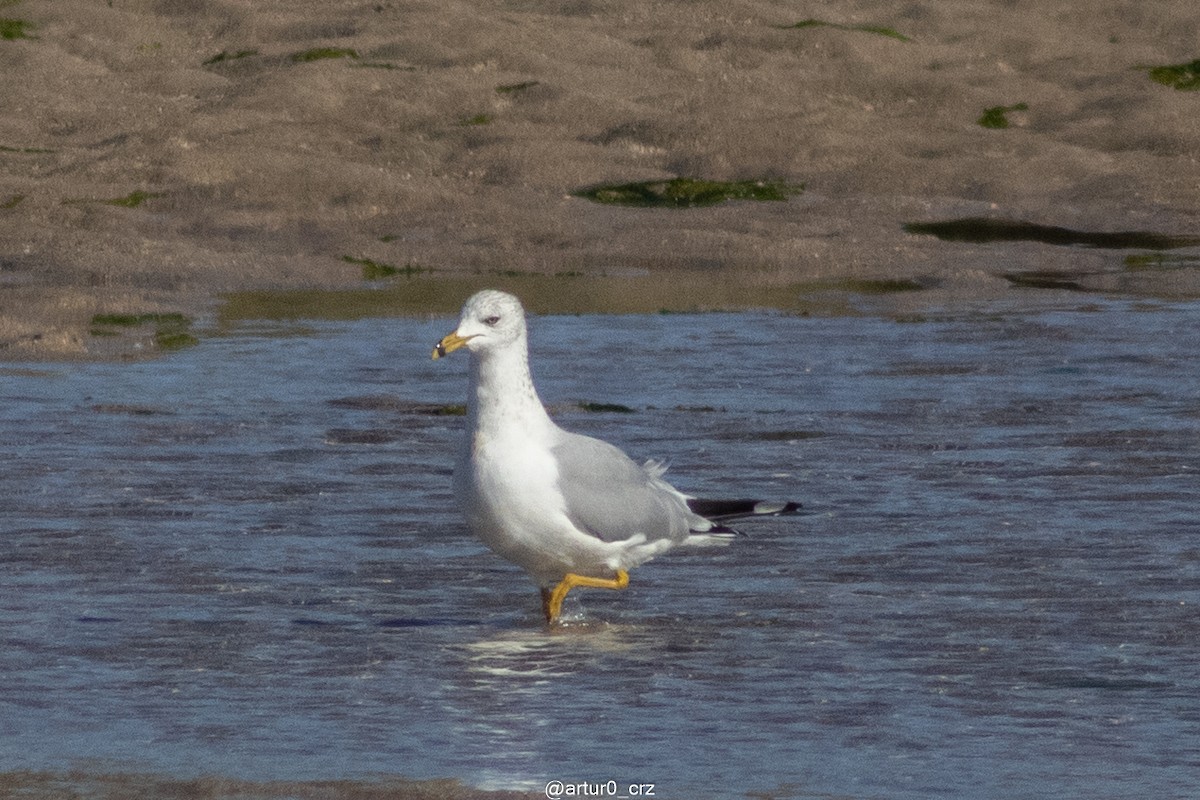 Ring-billed Gull - ML642143522