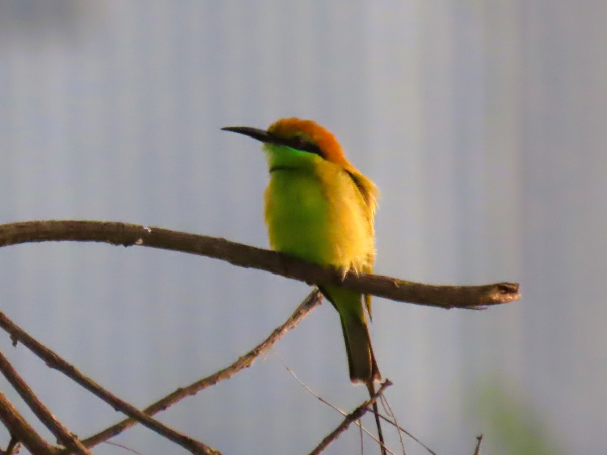 Asian Green Bee-eater - ML642143523