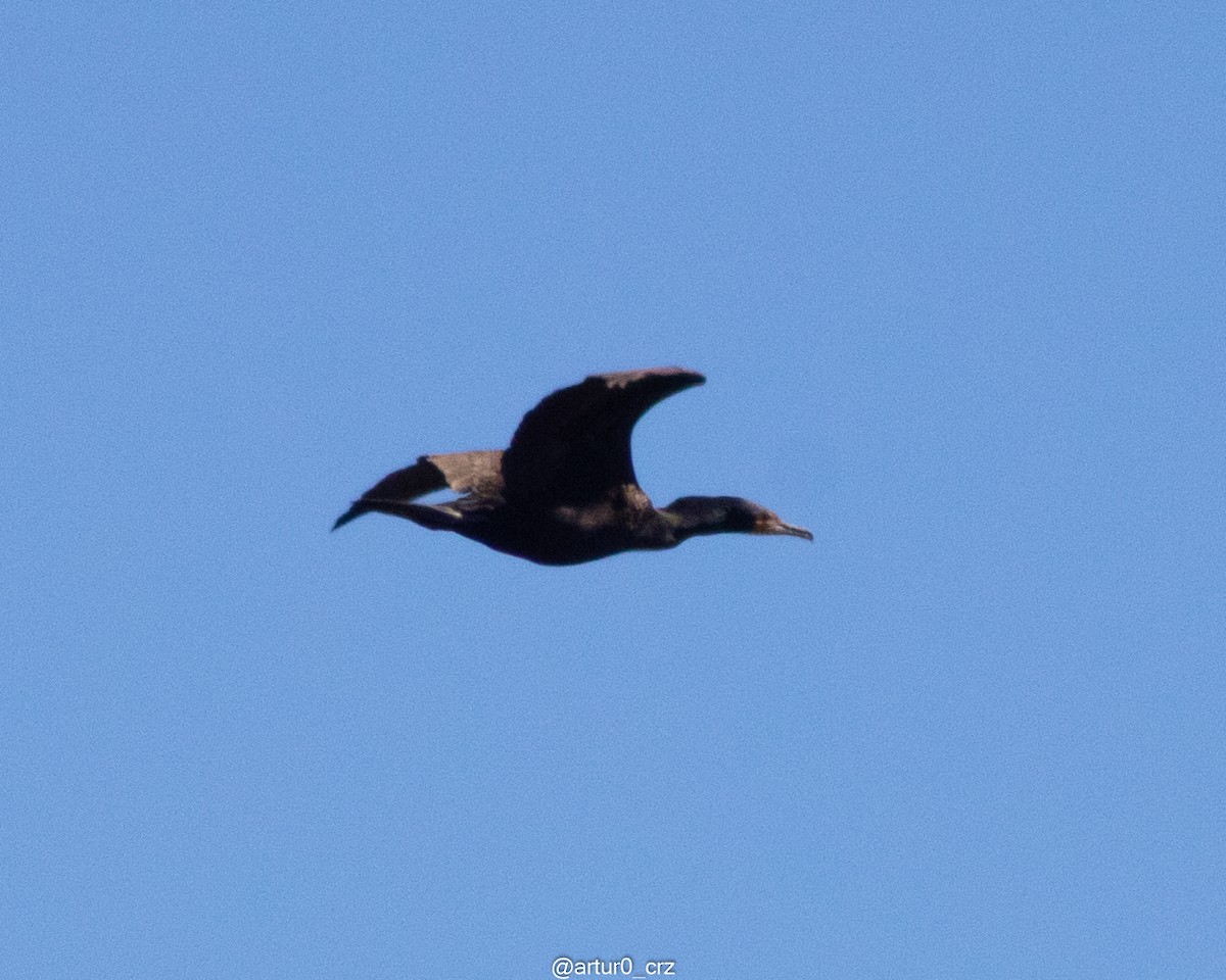 Double-crested Cormorant - ML642143525