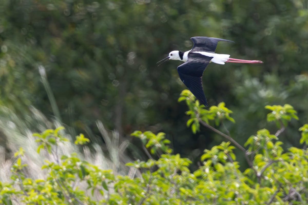 Pied Stilt - ML642143526
