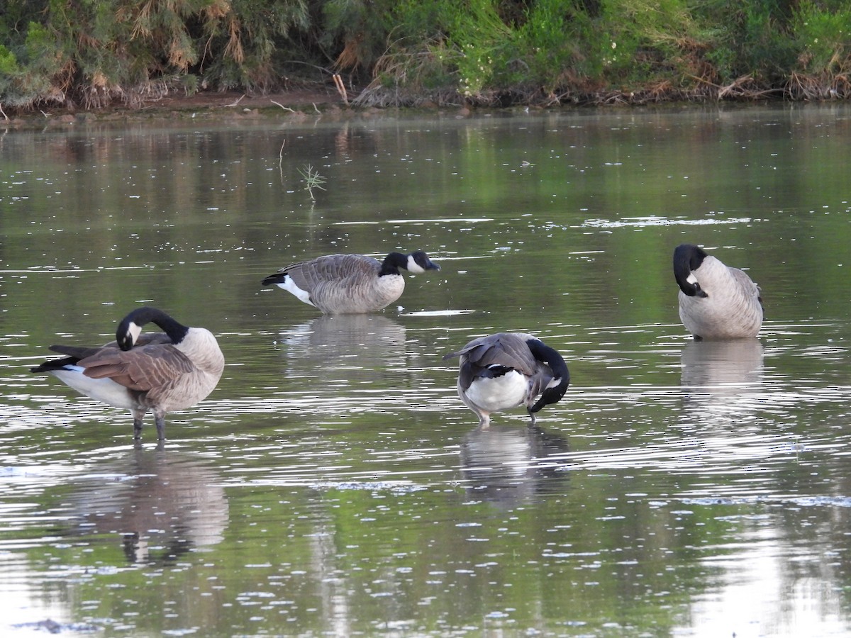 Branta kanadar handia - ML642143538
