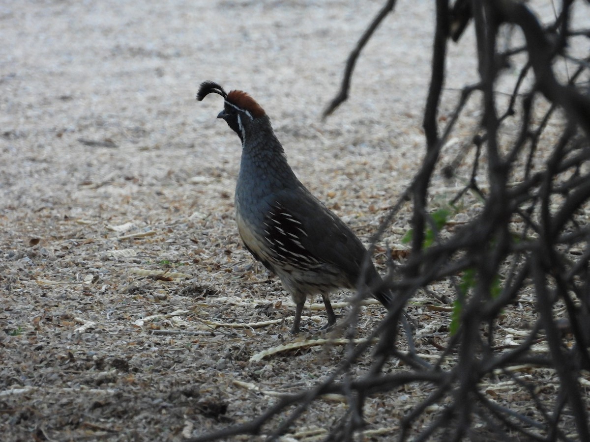Gambel's Quail - ML642143541