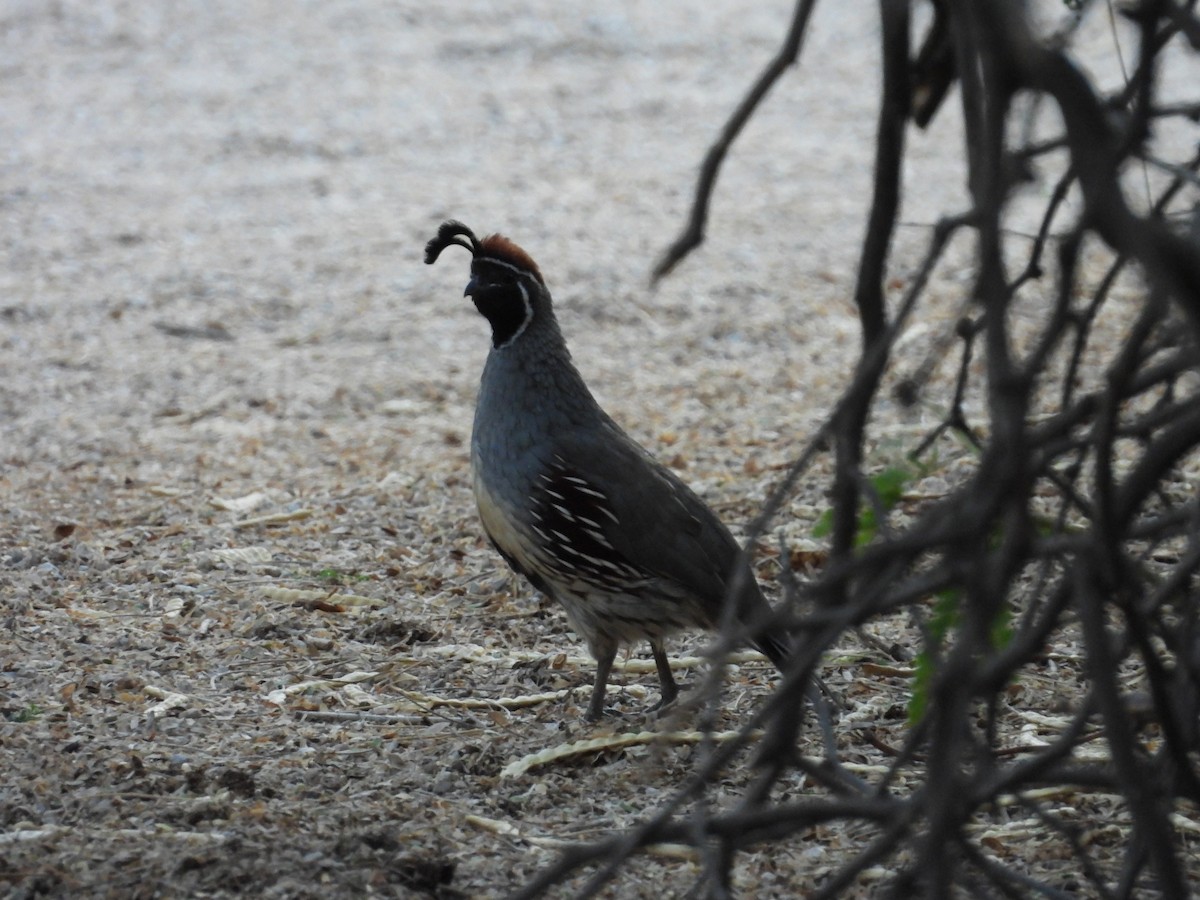 Gambel's Quail - ML642143547