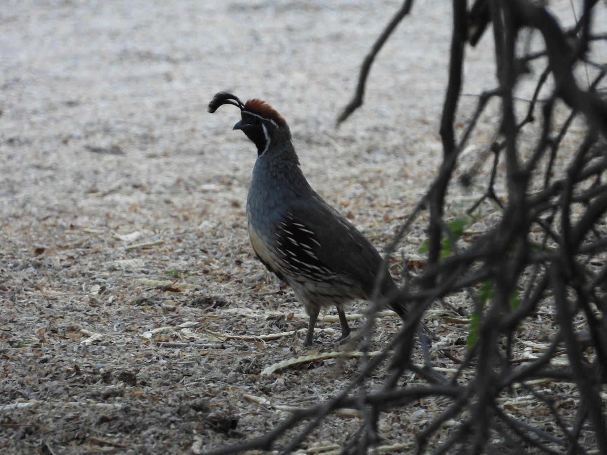 Gambel's Quail - ML642143548