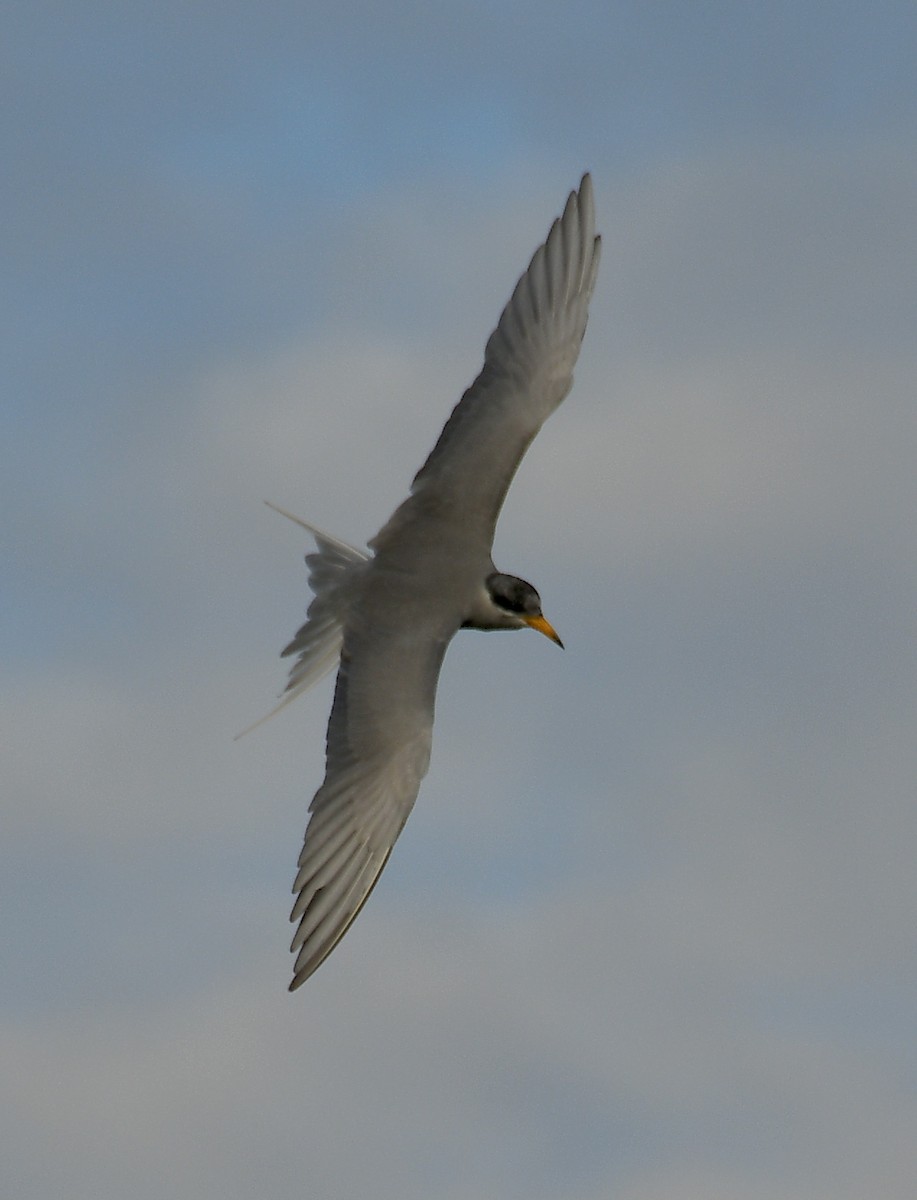 River Tern - ML642143552