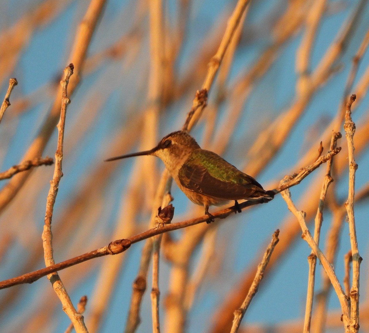 Black-chinned Hummingbird - ML642143553