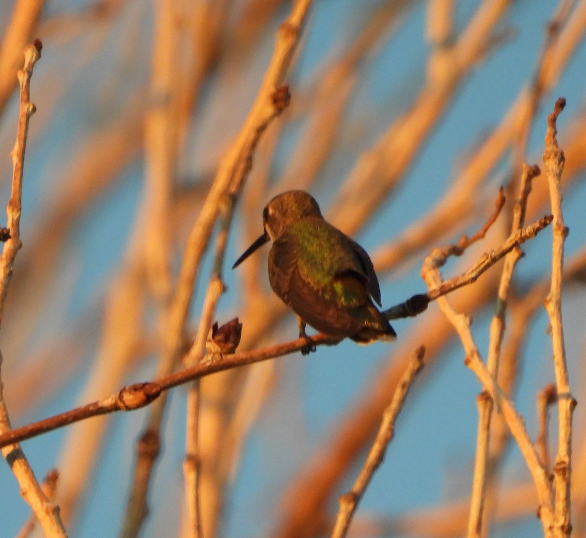 Black-chinned Hummingbird - ML642143561