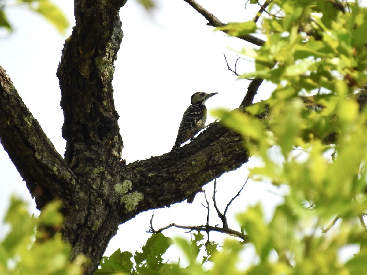 Freckle-breasted Woodpecker - ML642143564