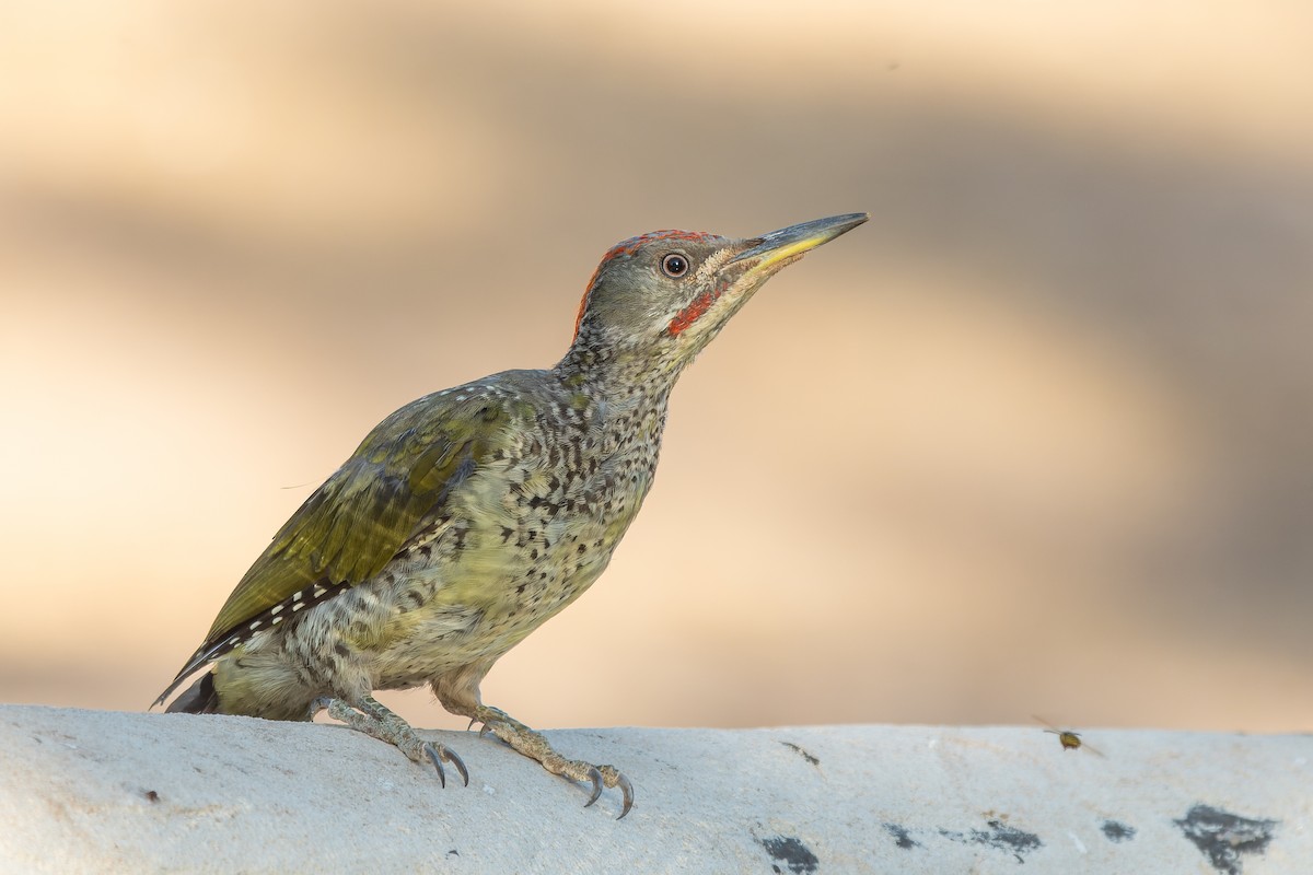 Iberian Green Woodpecker - ML642143575