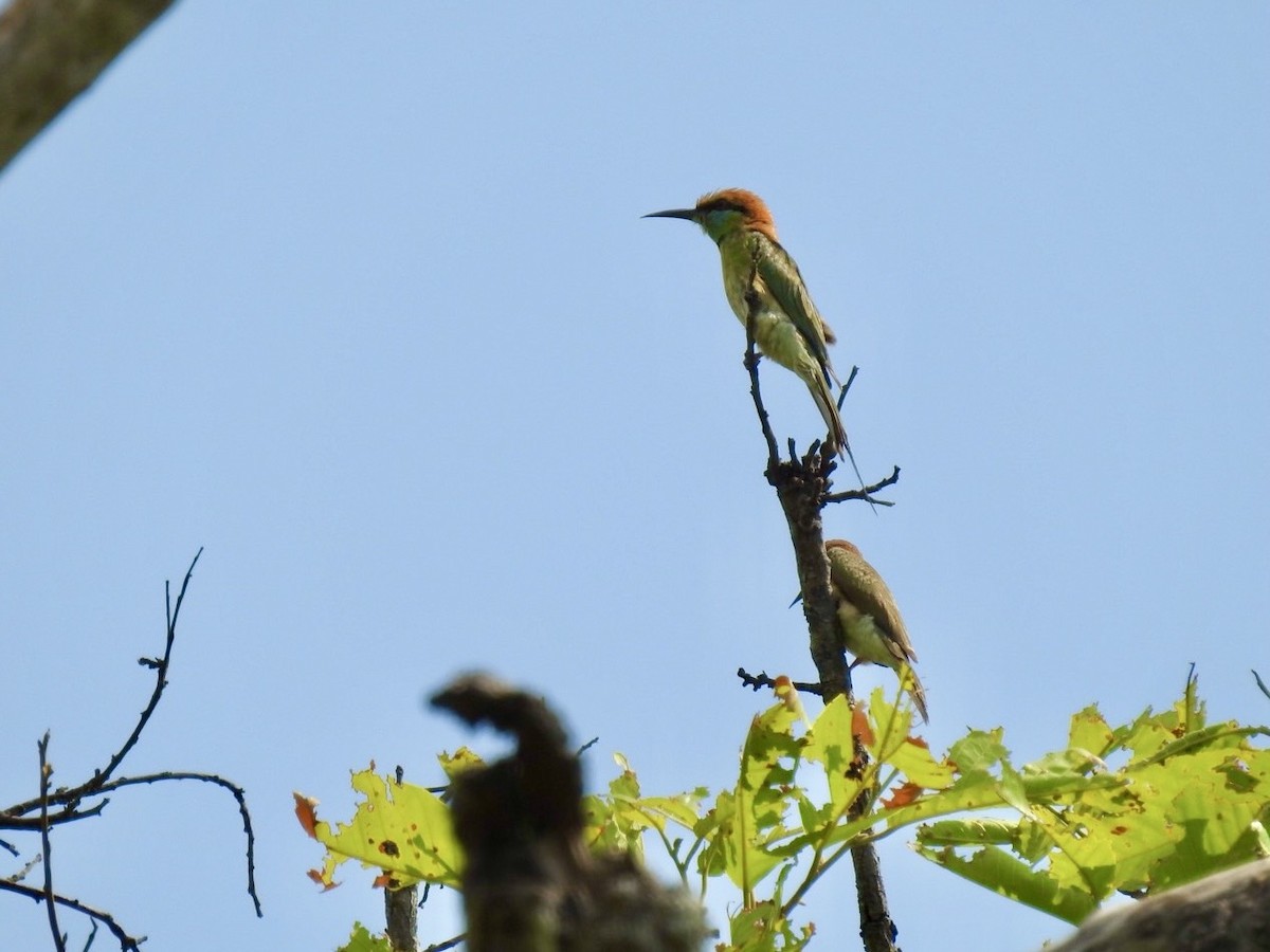 Asian Green Bee-eater - ML642143576