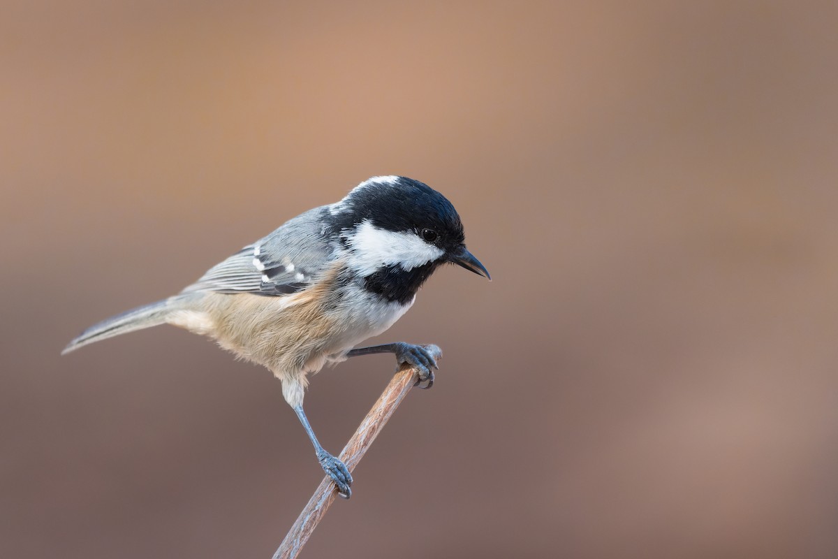 Coal Tit - ML642143579