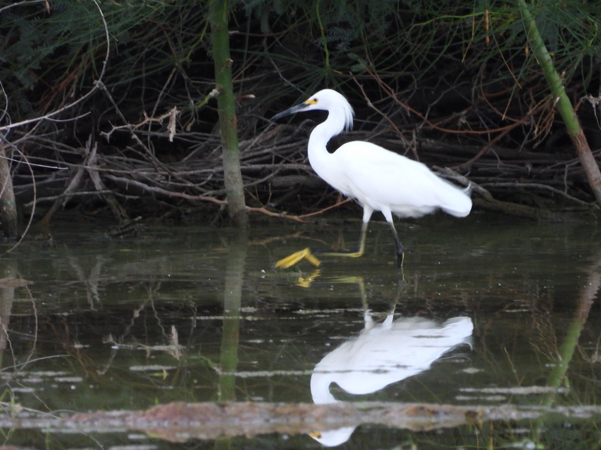 Snowy Egret - ML642143580