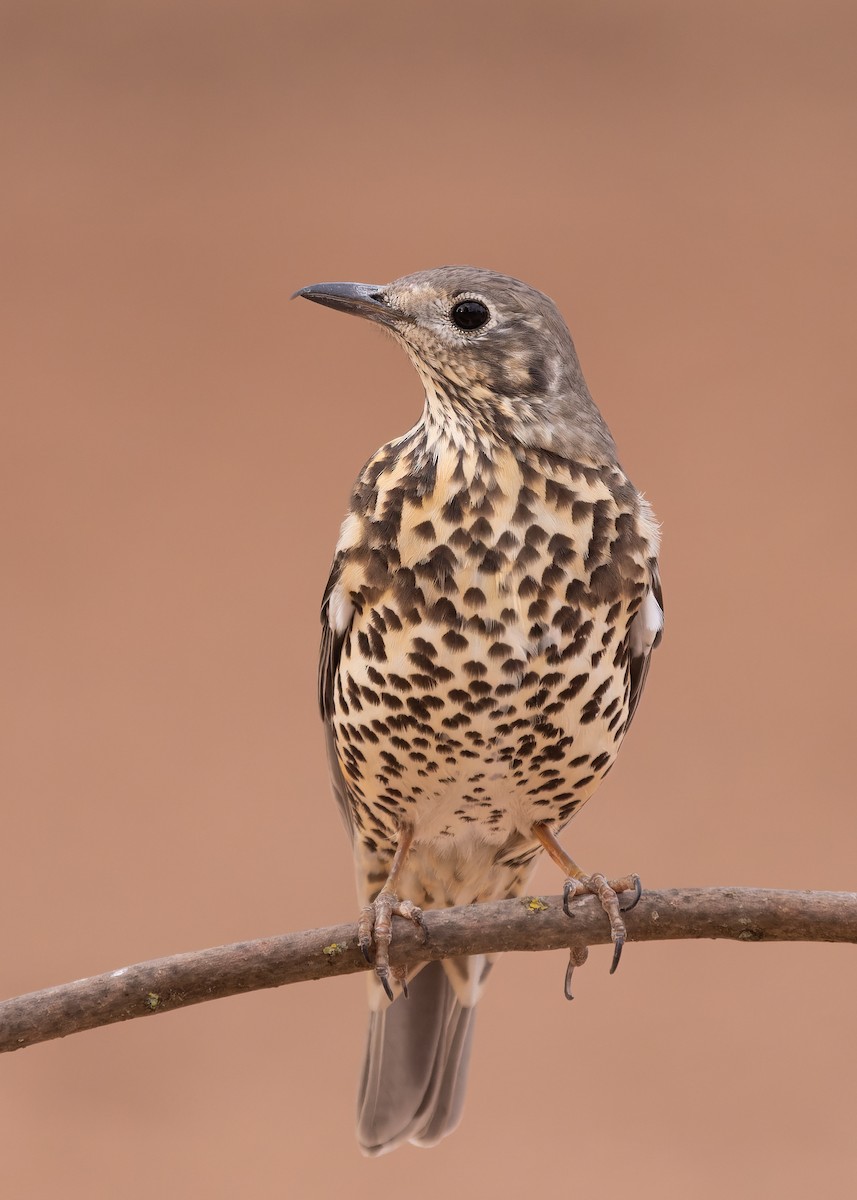 Mistle Thrush - ML642143582