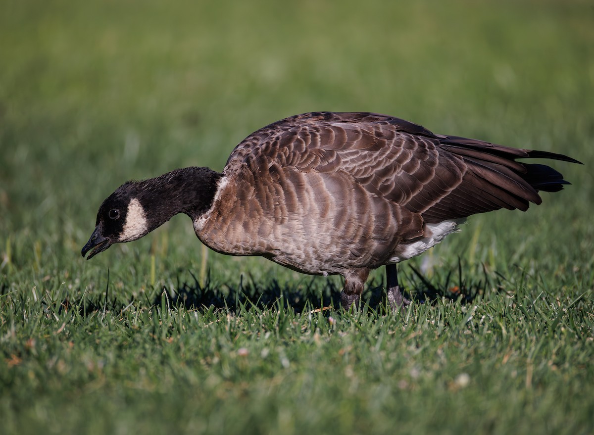 Cackling Goose - ML642143585