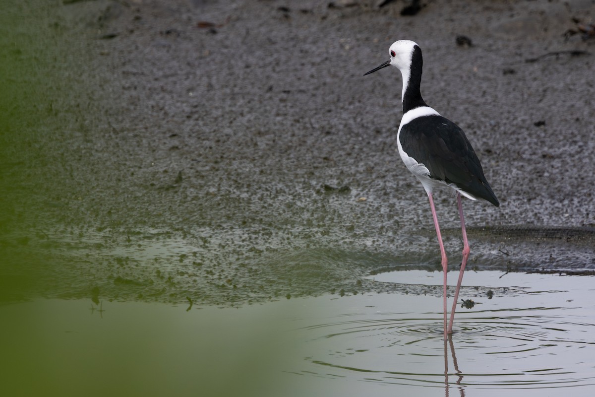 Pied Stilt - ML642143589