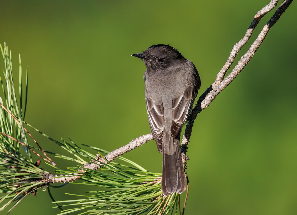 Black Phoebe - ML642143592