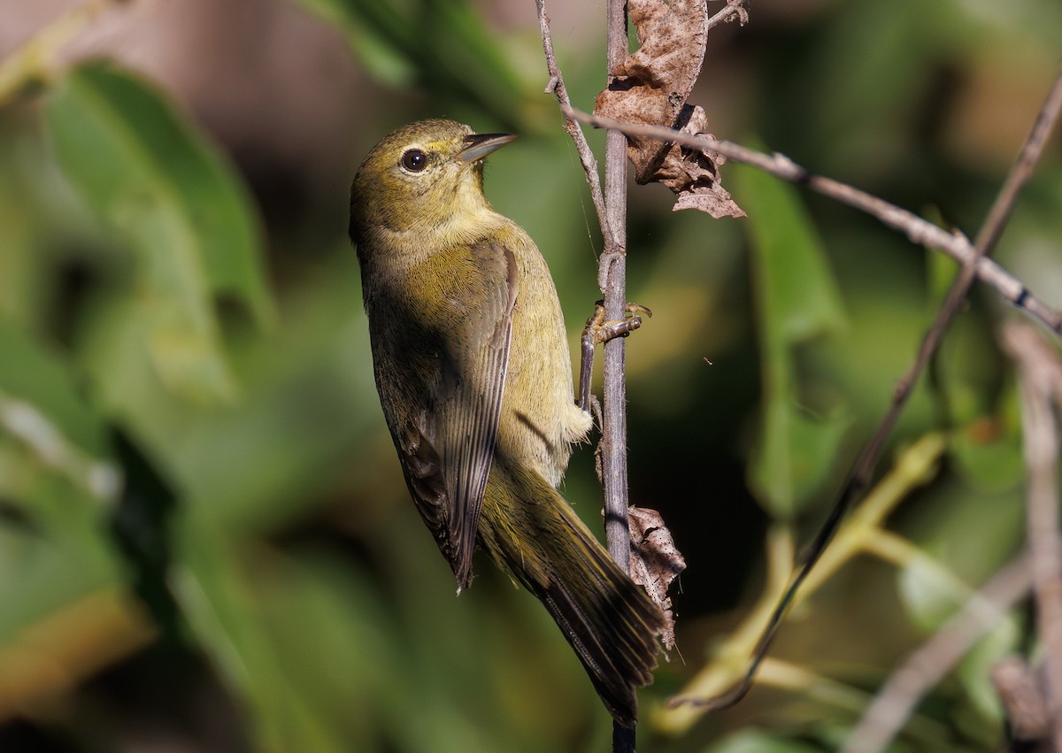 Orange-crowned Warbler - ML642143600