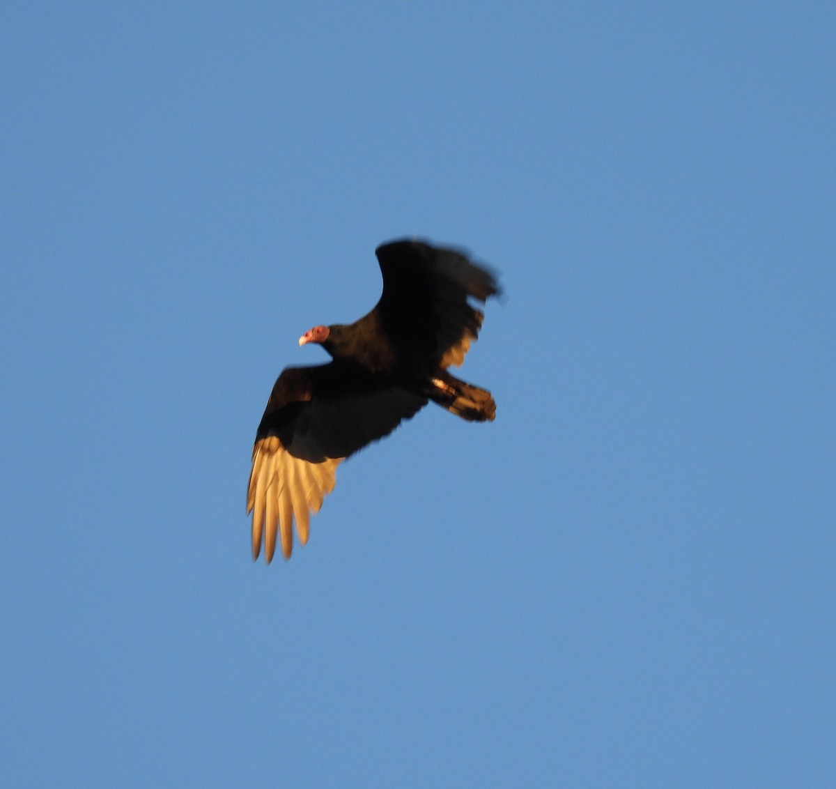 Turkey Vulture - ML642143612