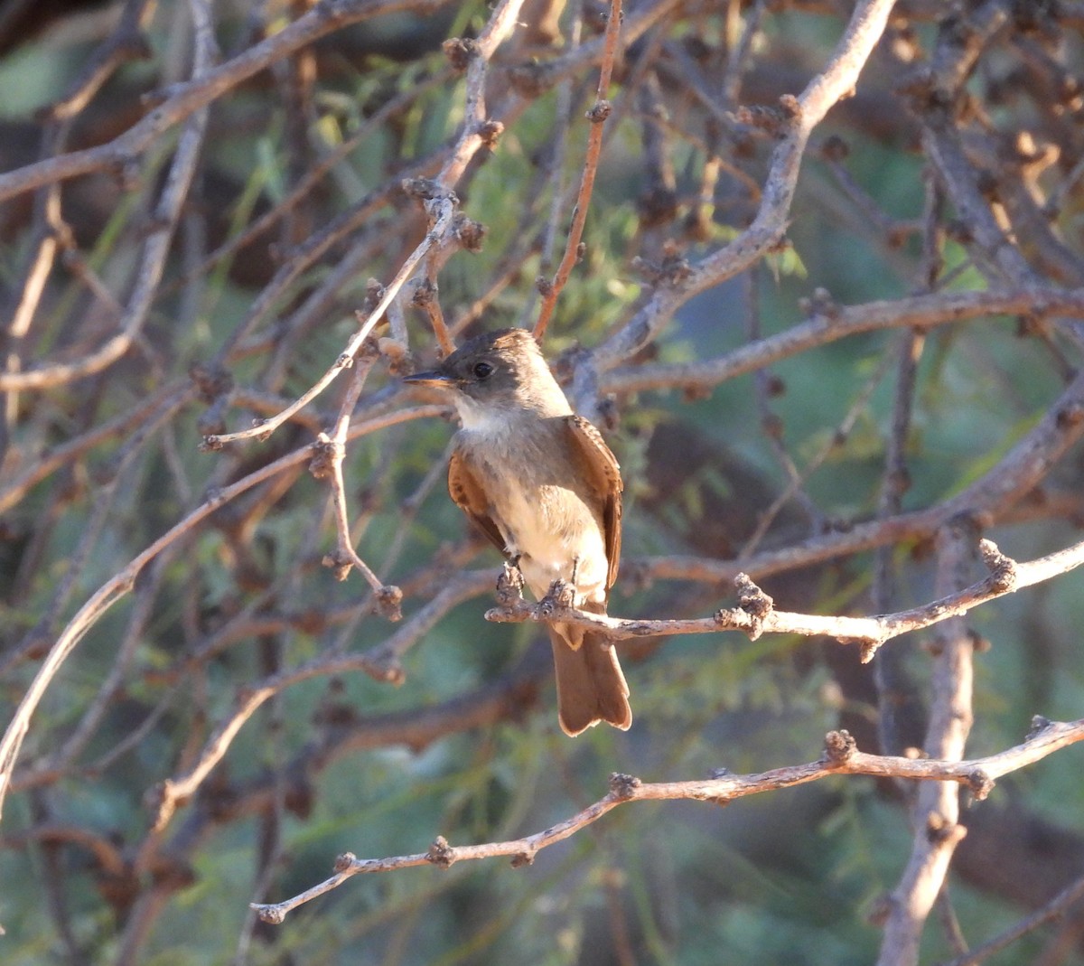 Western Wood-Pewee - ML642143619