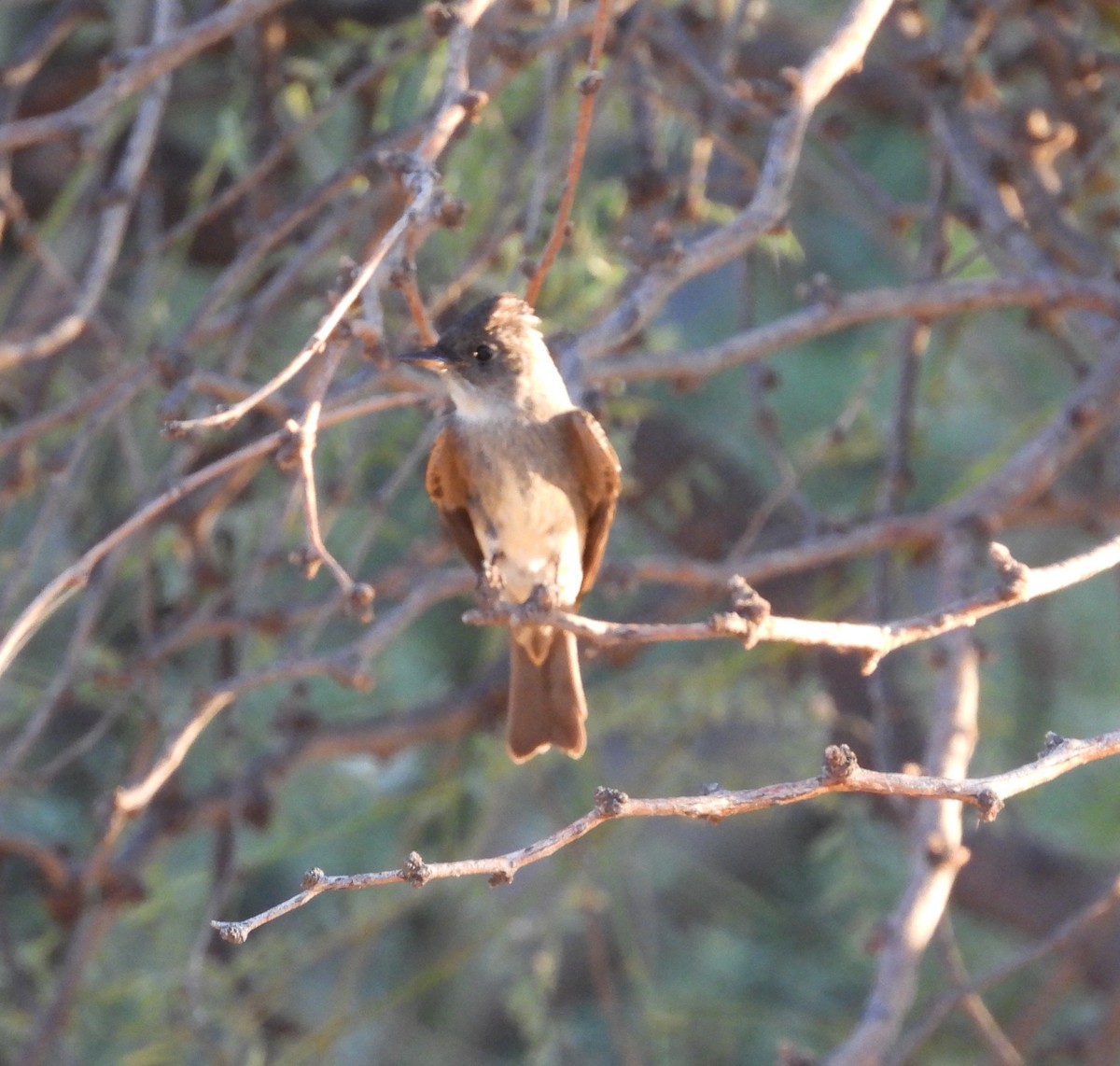 Western Wood-Pewee - ML642143625