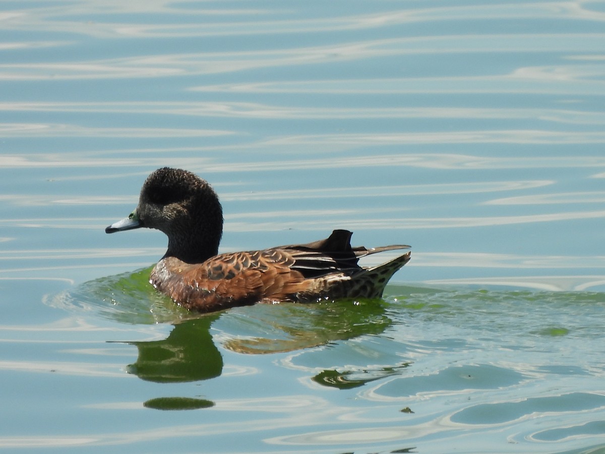 American Wigeon - ML642143626