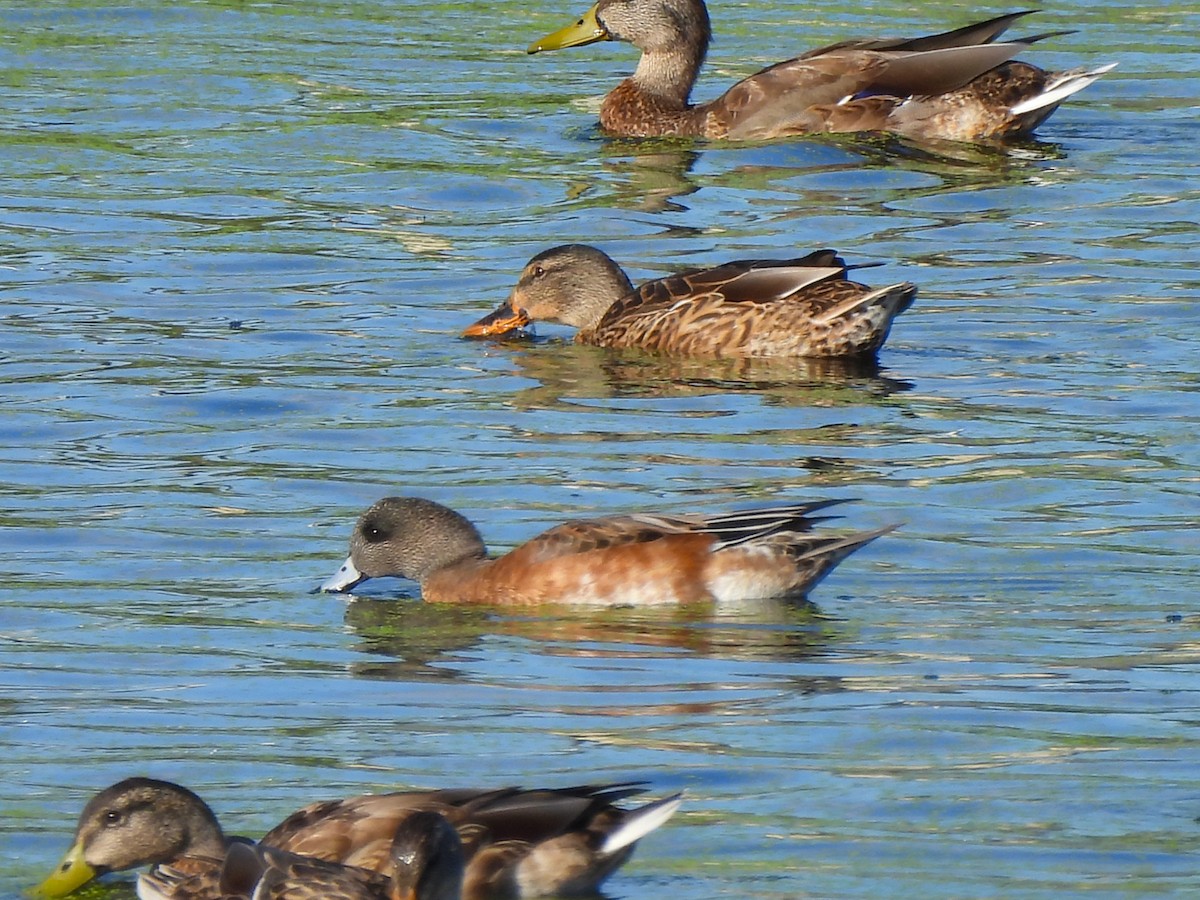 American Wigeon - ML642143629