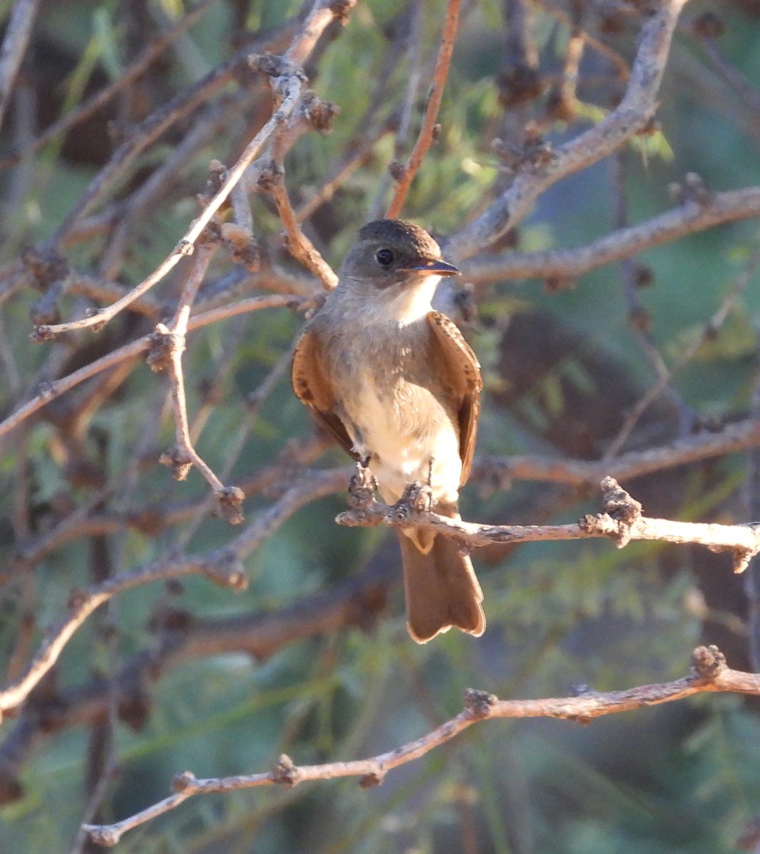 Western Wood-Pewee - ML642143631