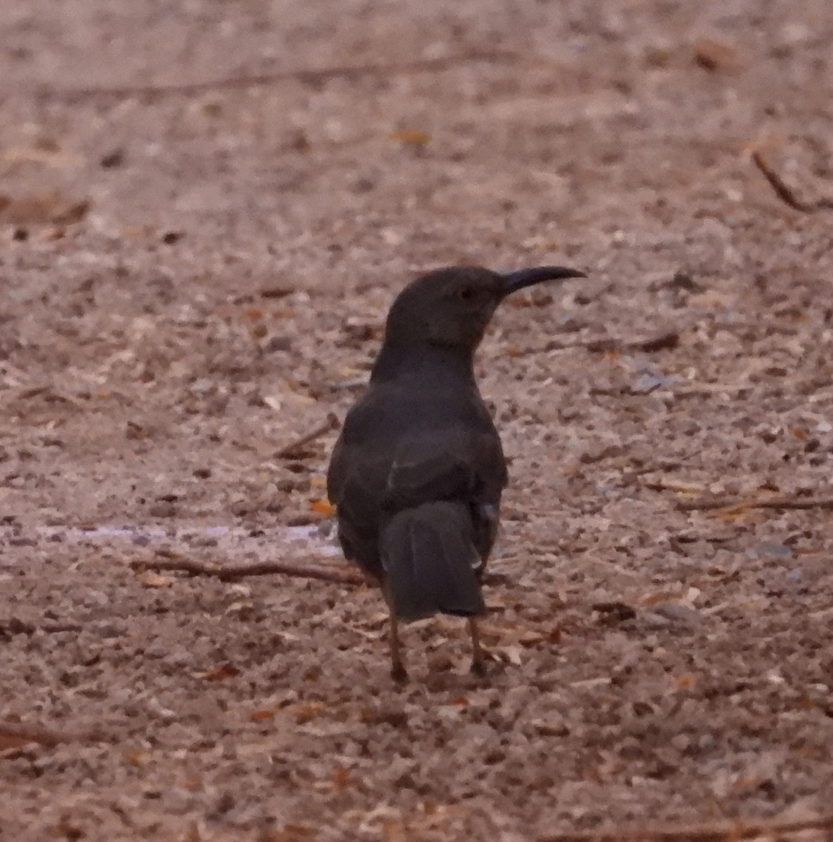 Curve-billed Thrasher - ML642143632