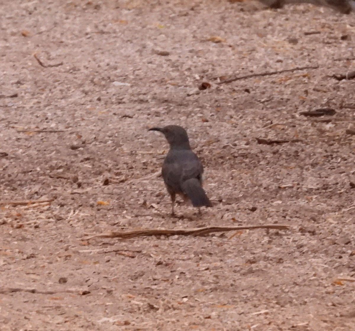 Curve-billed Thrasher - ML642143634
