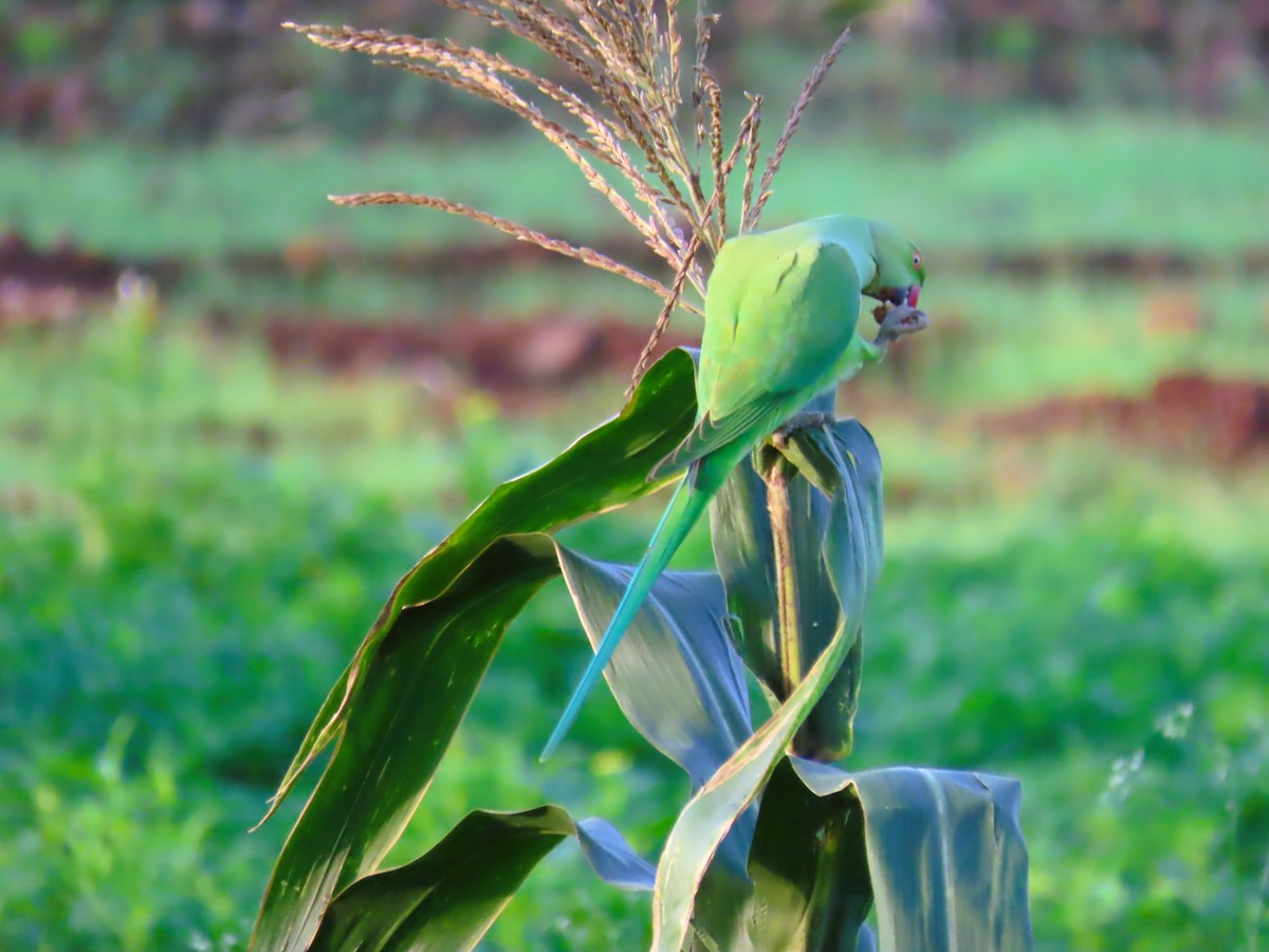 Rose-ringed Parakeet - ML642143645