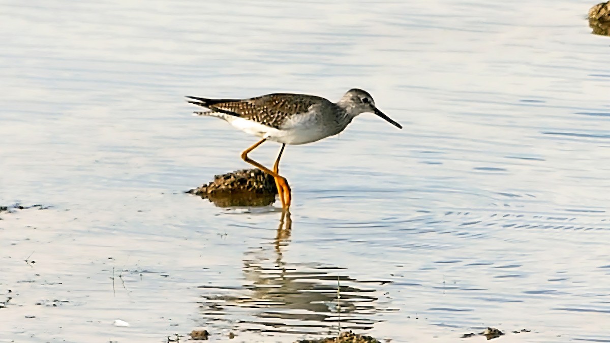 Lesser Yellowlegs - ML642143649