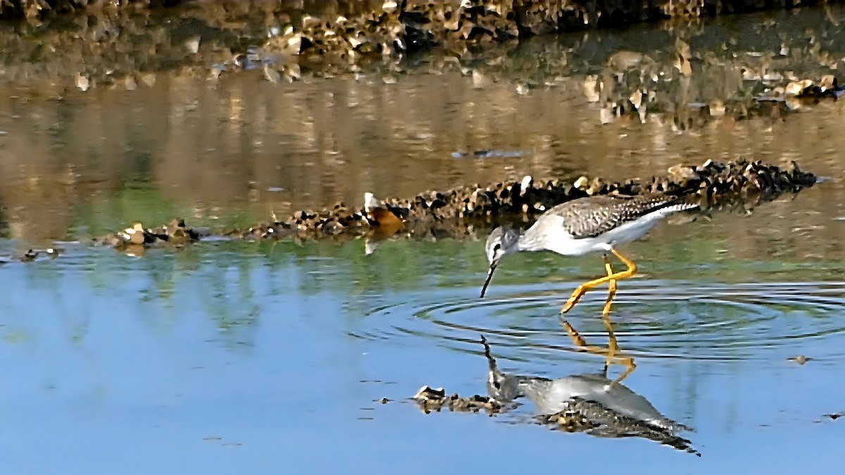 Lesser Yellowlegs - ML642143650