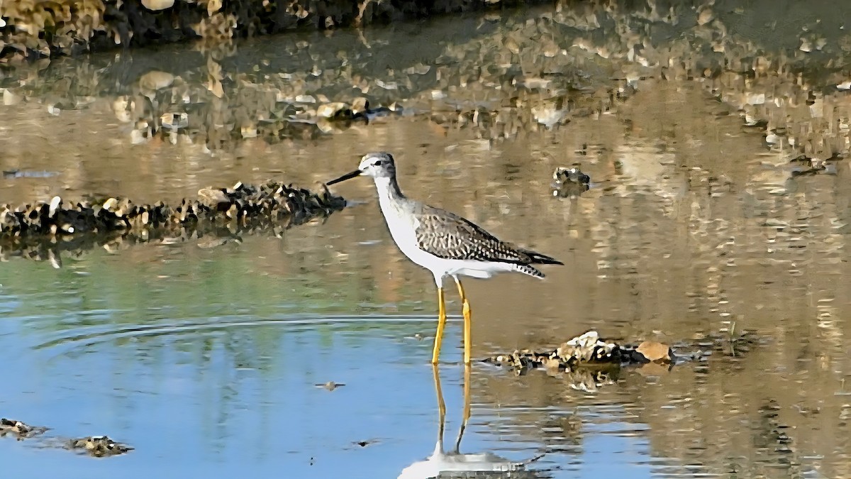 Lesser Yellowlegs - ML642143651