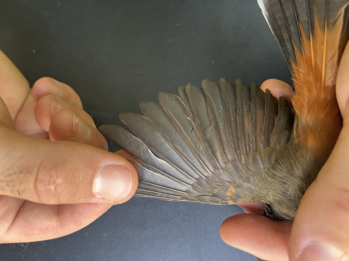 Micronesian Rufous Fantail (Marianas) - ML642143652