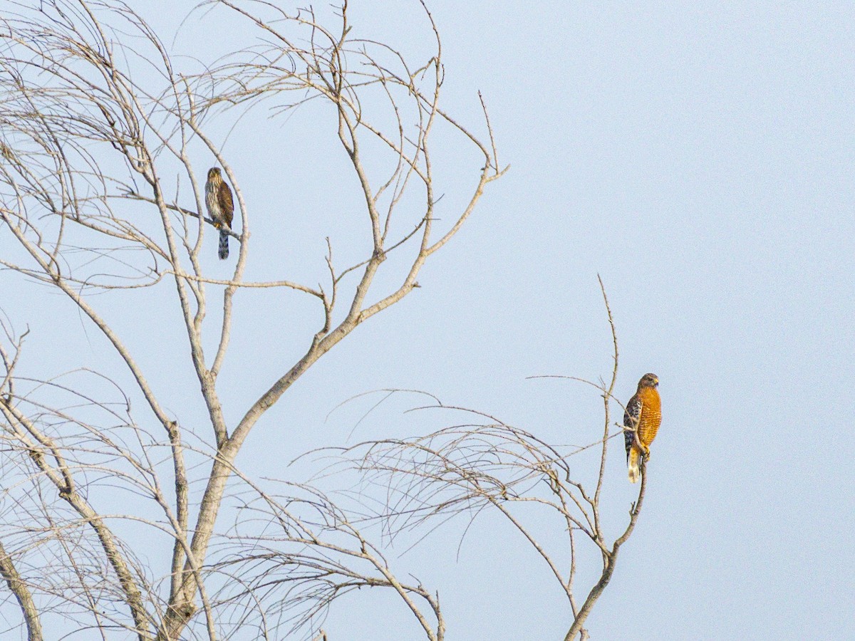 Red-shouldered Hawk - ML642143655
