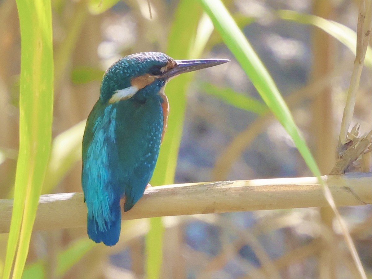 Common Kingfisher - ML642143658