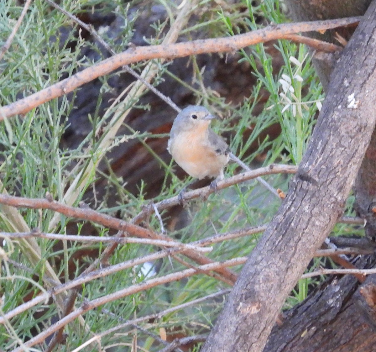 vireo sp. - ML642143659