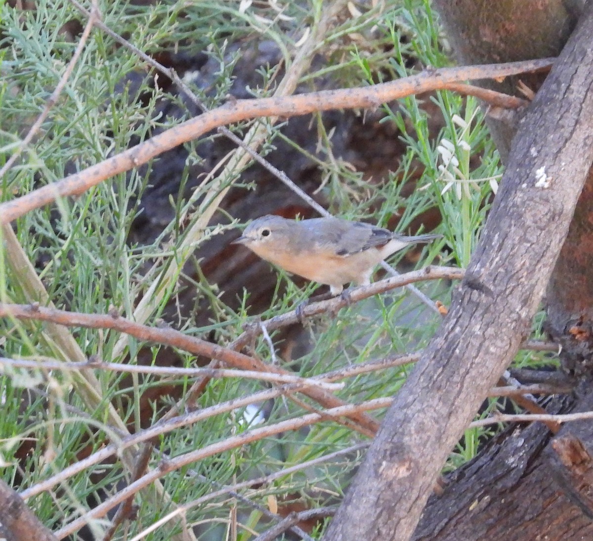 vireo sp. - ML642143662