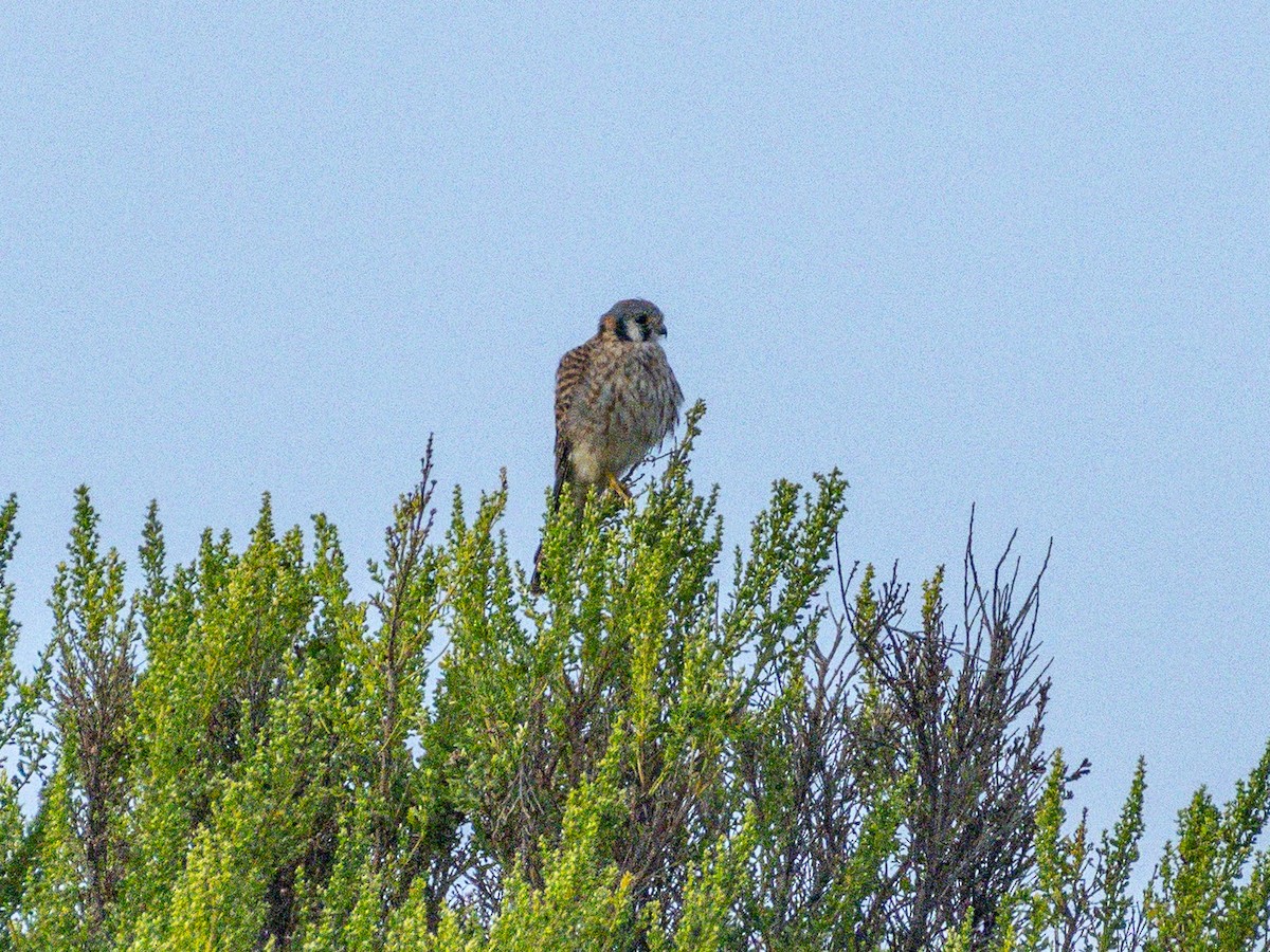 American Kestrel - ML642143663