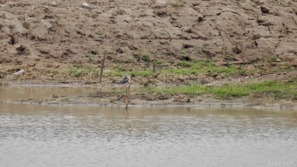 Common Greenshank - ML642143664