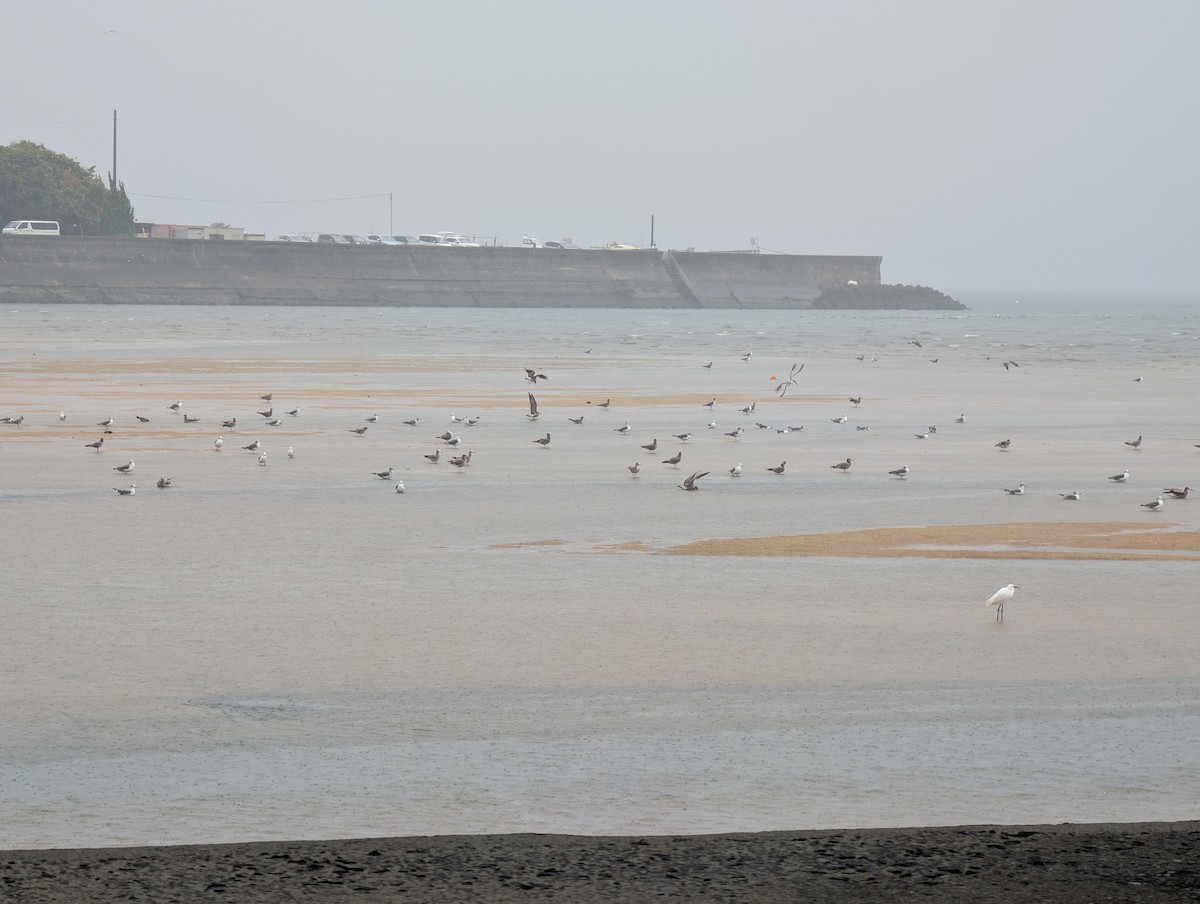 Nespecifikováno - Tomas Mazak