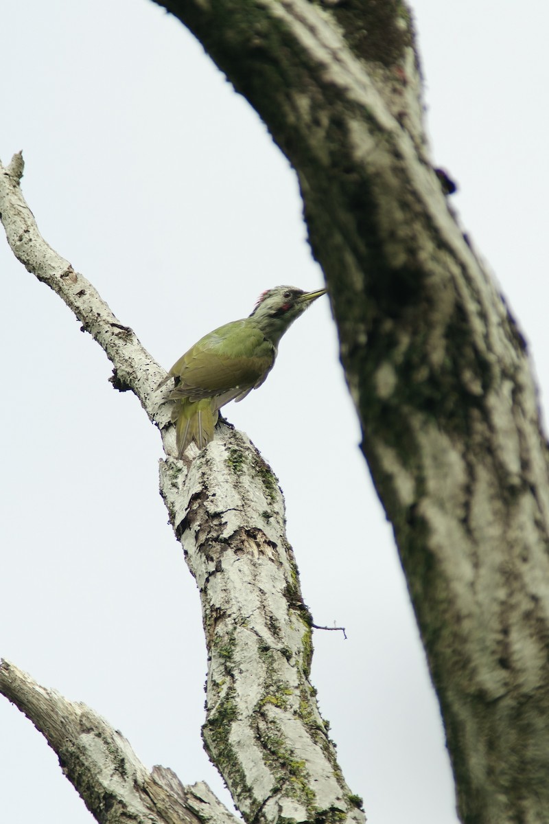 Japanese Woodpecker - ML642143672