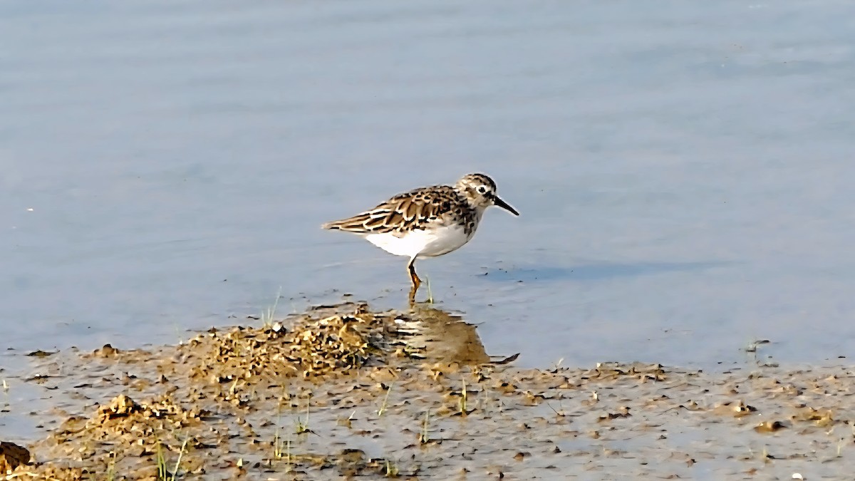 Least Sandpiper - ML642143673