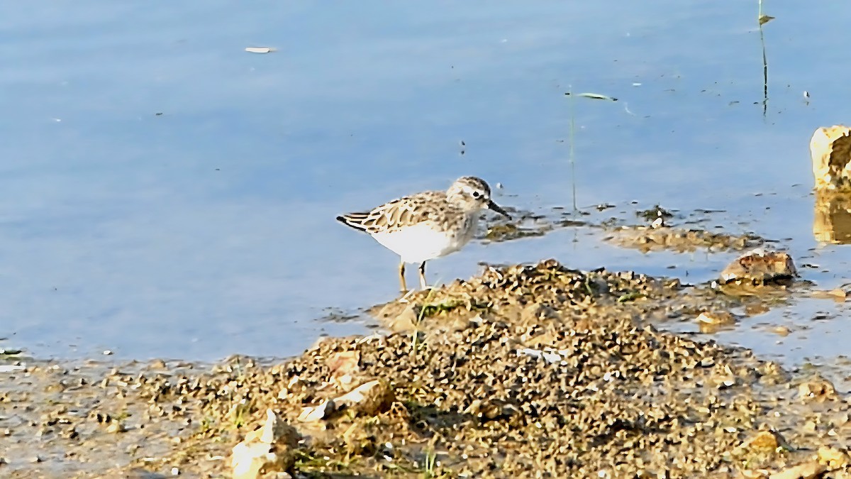Least Sandpiper - ML642143674