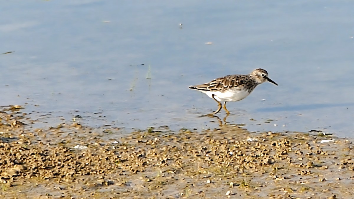 Least Sandpiper - ML642143675
