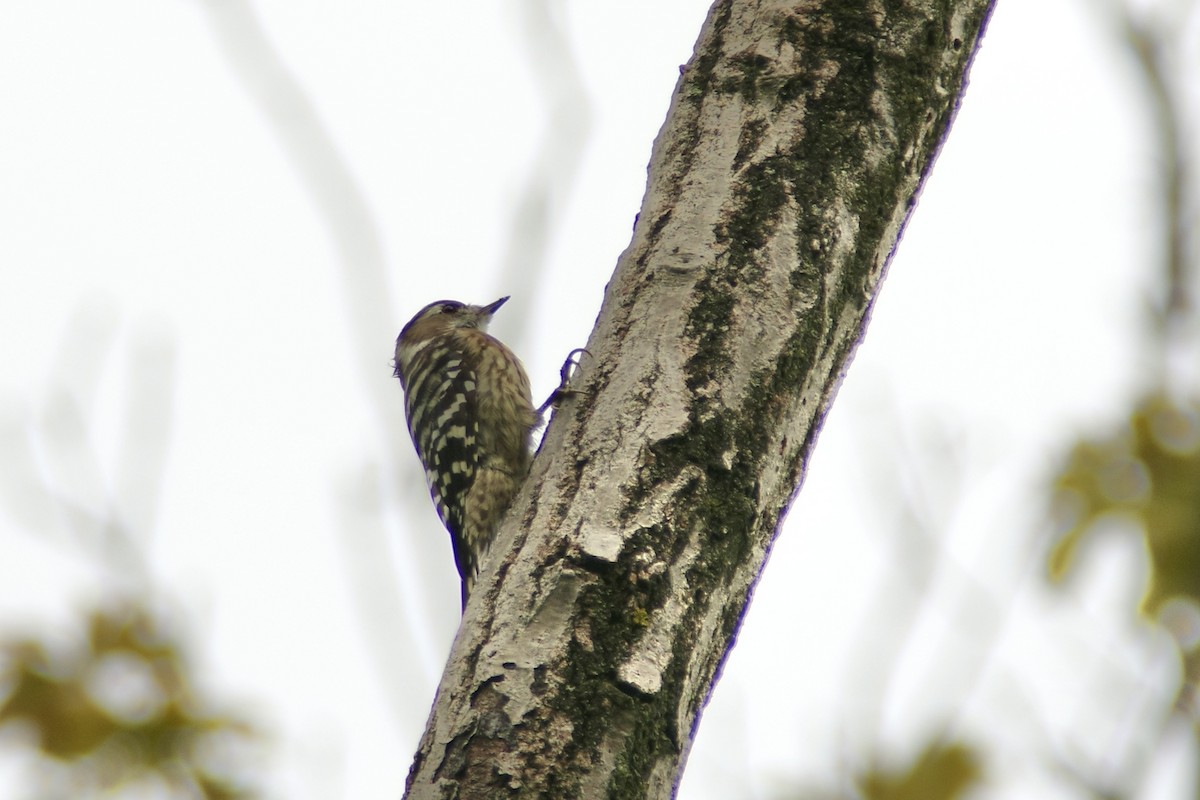 Japanese Pygmy Woodpecker - ML642143676