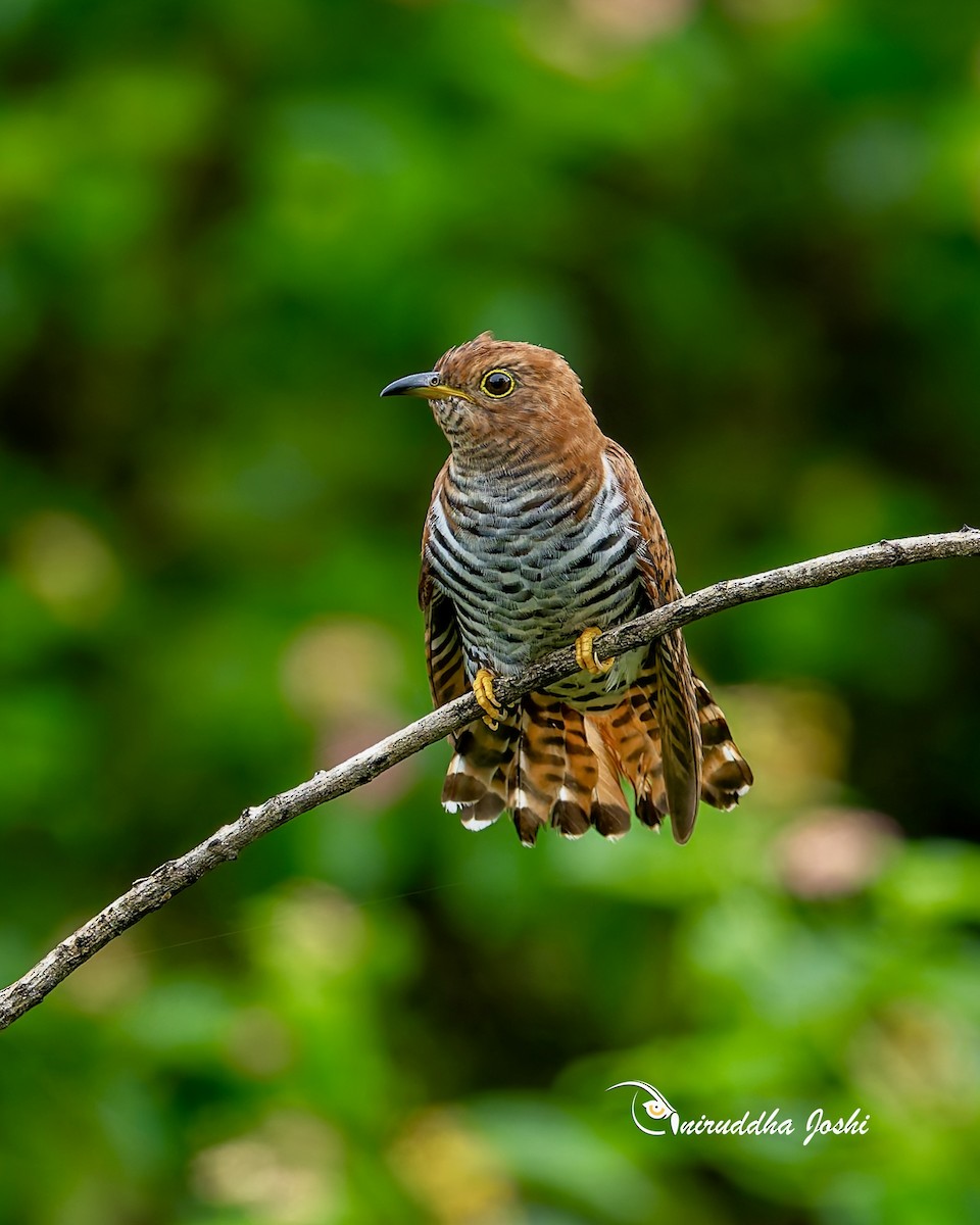 Lesser Cuckoo - ML642143682