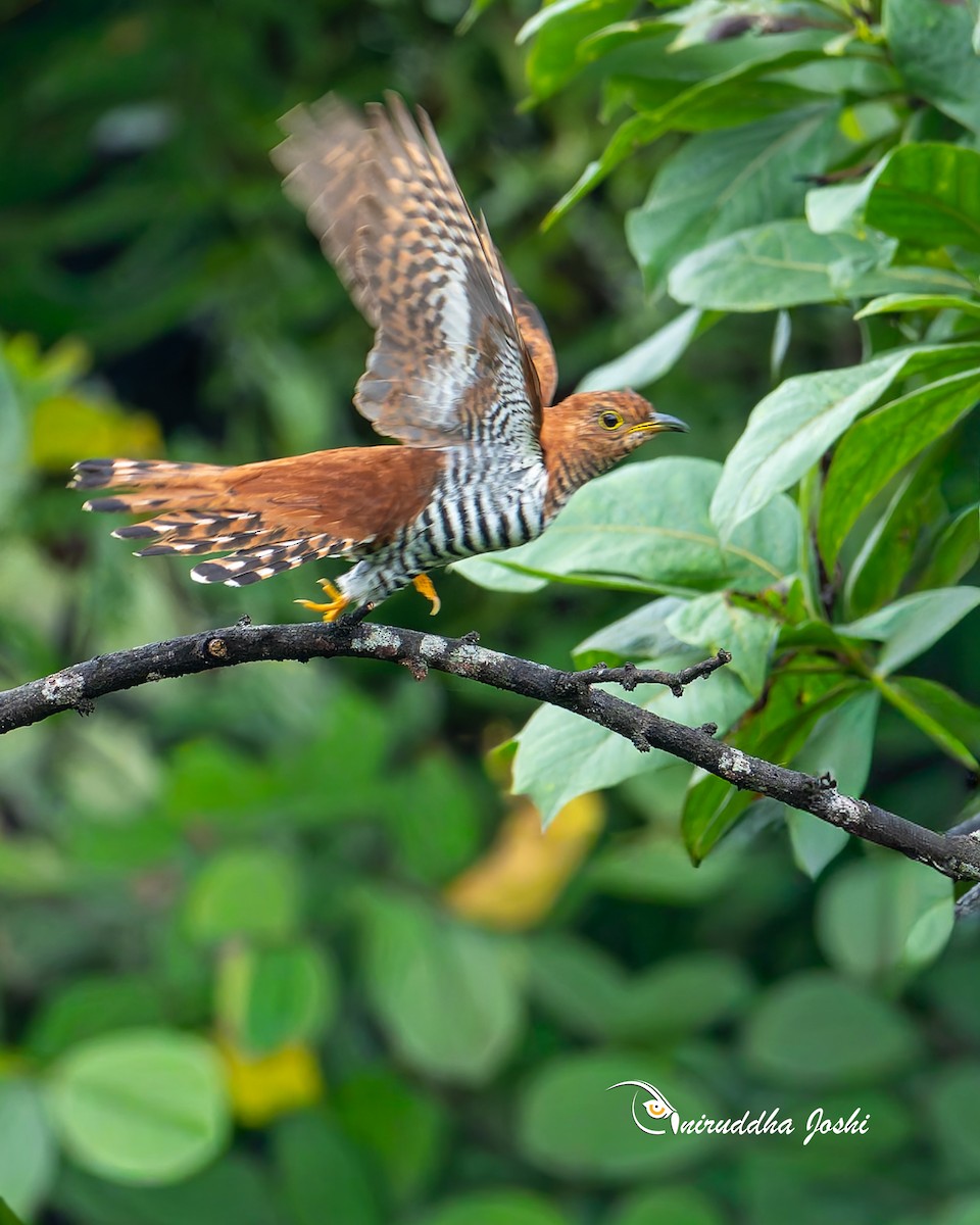 Lesser Cuckoo - ML642143683