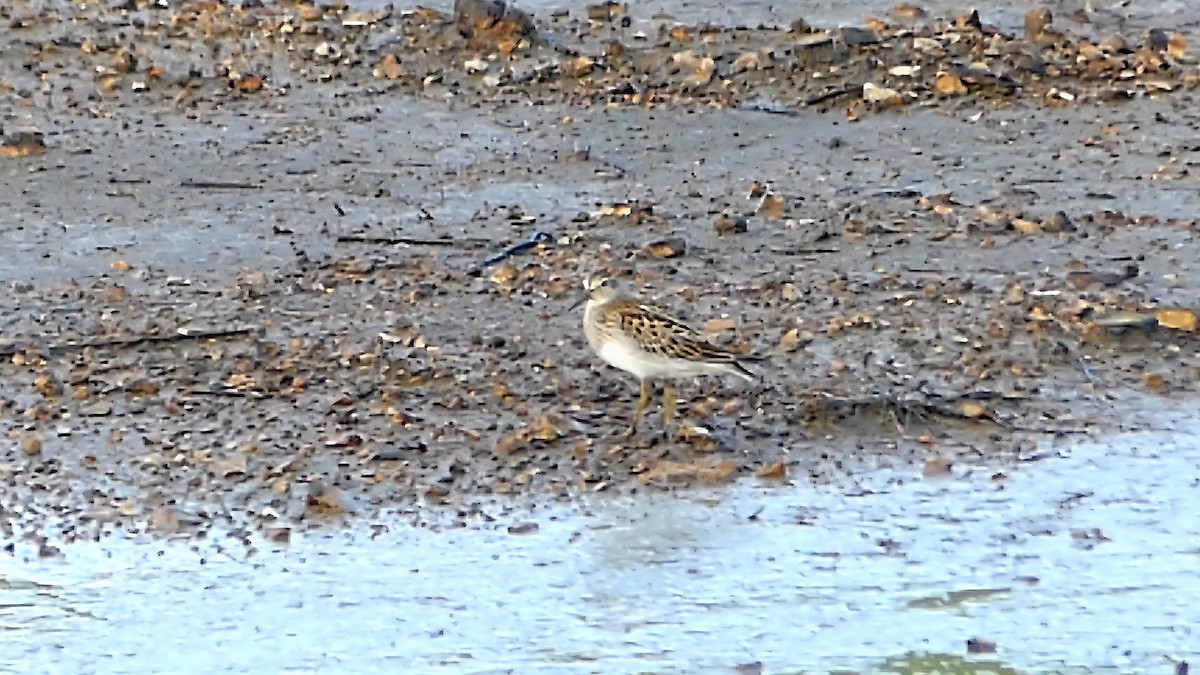 Graubrust-Strandläufer - ML642143684